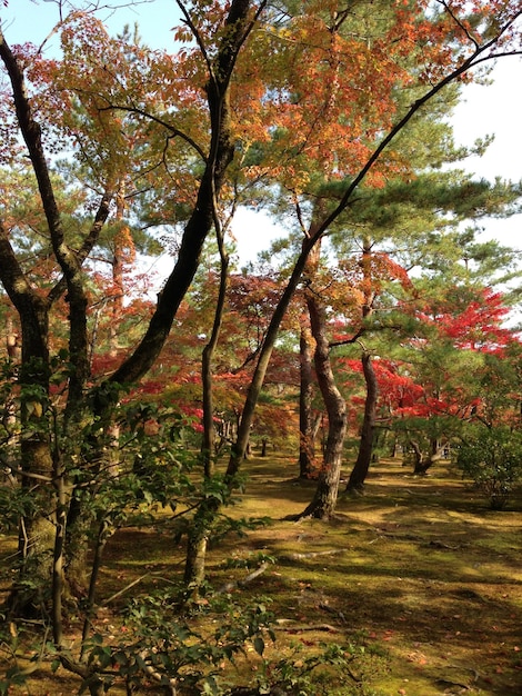 Photo des arbres dans la forêt