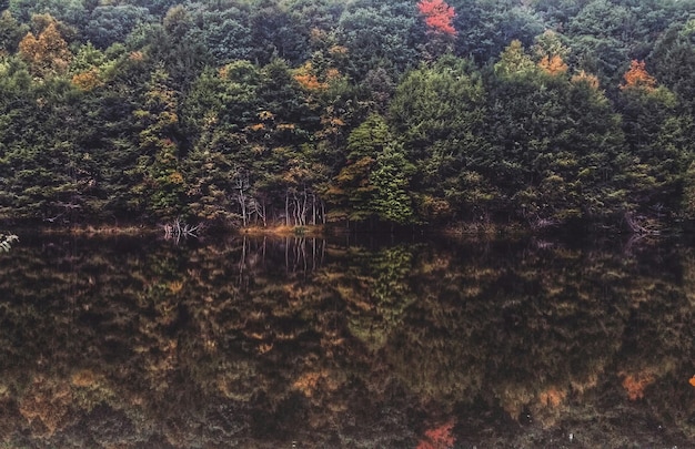 Des arbres dans la forêt
