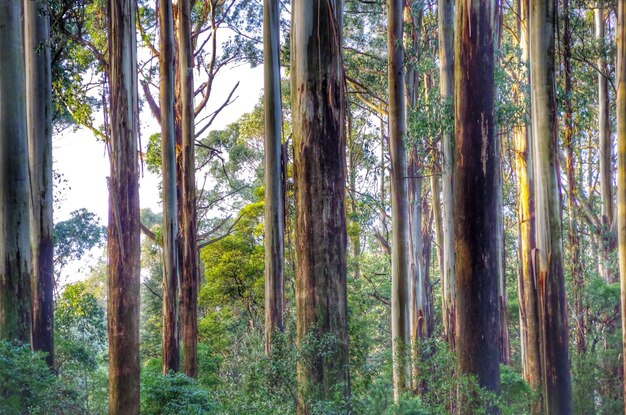 Photo des arbres dans la forêt