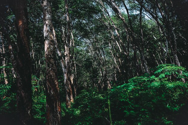 Photo des arbres dans la forêt