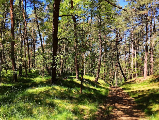 Des arbres dans la forêt