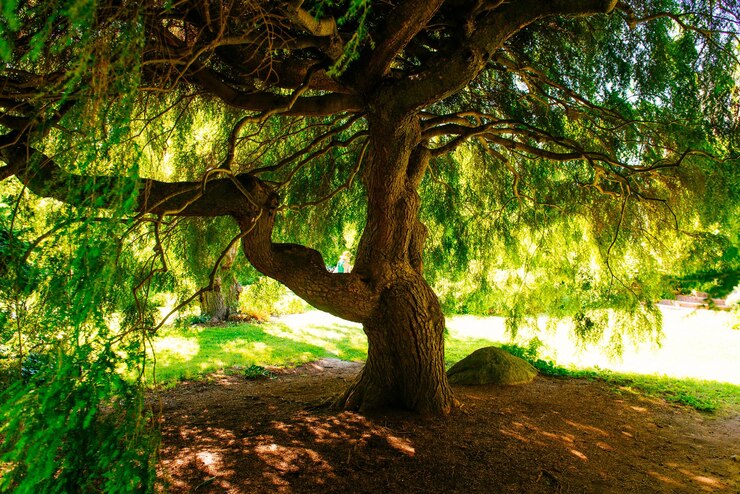 Photo des arbres dans la forêt