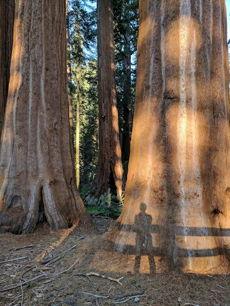 Photo des arbres dans la forêt