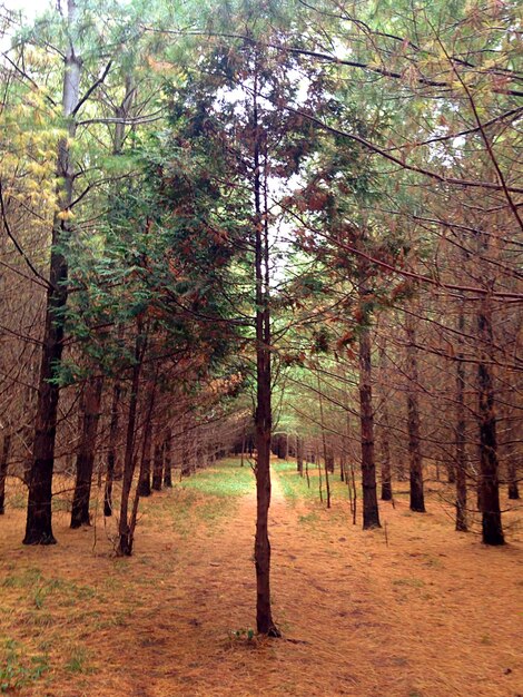 Photo des arbres dans la forêt