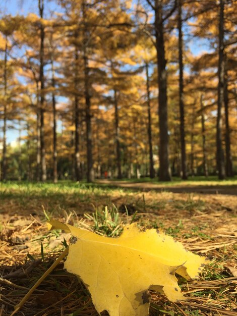 Des arbres dans la forêt