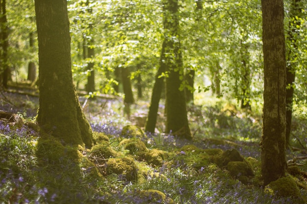 Photo des arbres dans la forêt