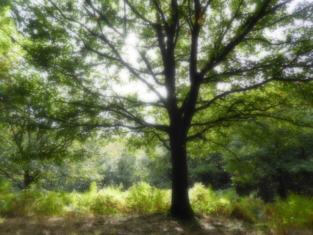 Photo des arbres dans la forêt