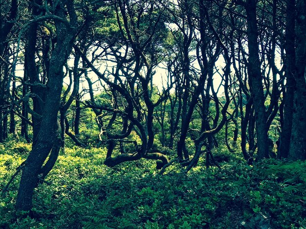 Photo des arbres dans la forêt