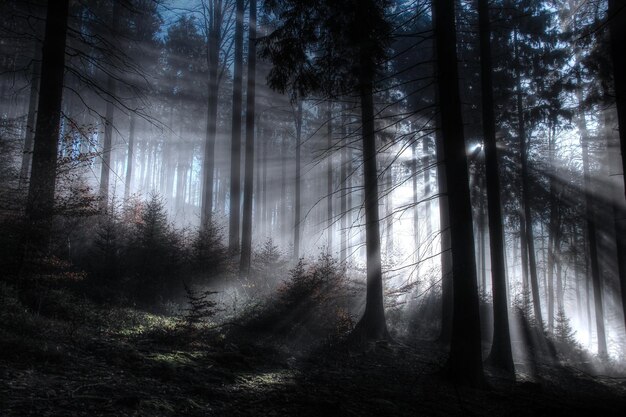 Des arbres dans la forêt