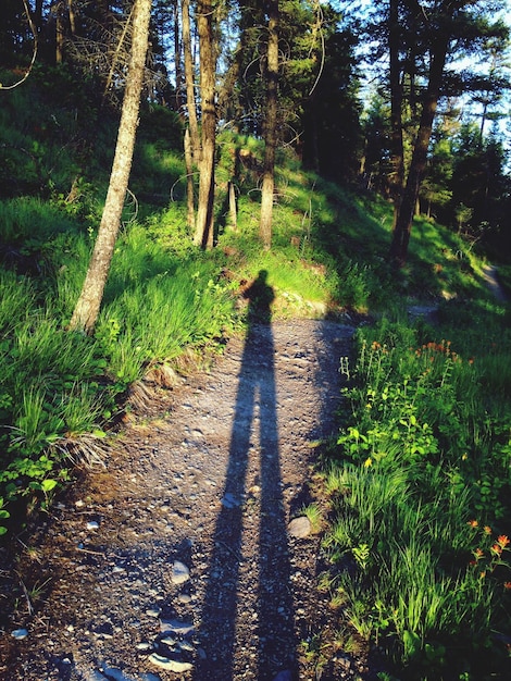 Photo les arbres dans la forêt