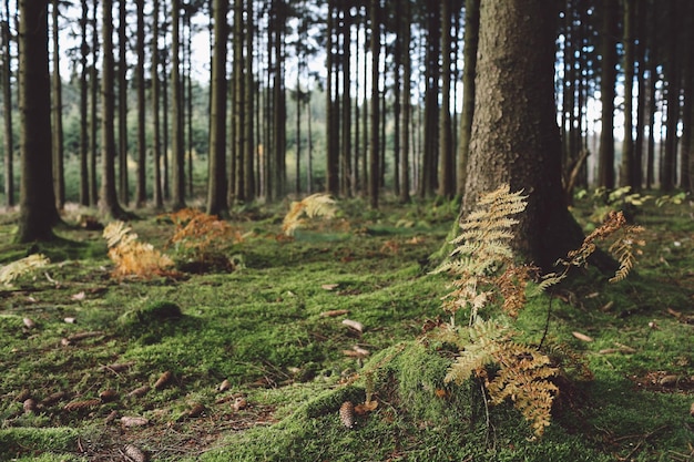 Les arbres dans la forêt