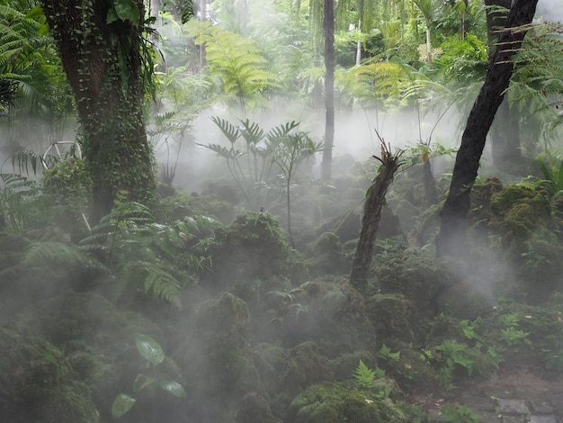 Photo des arbres dans la forêt