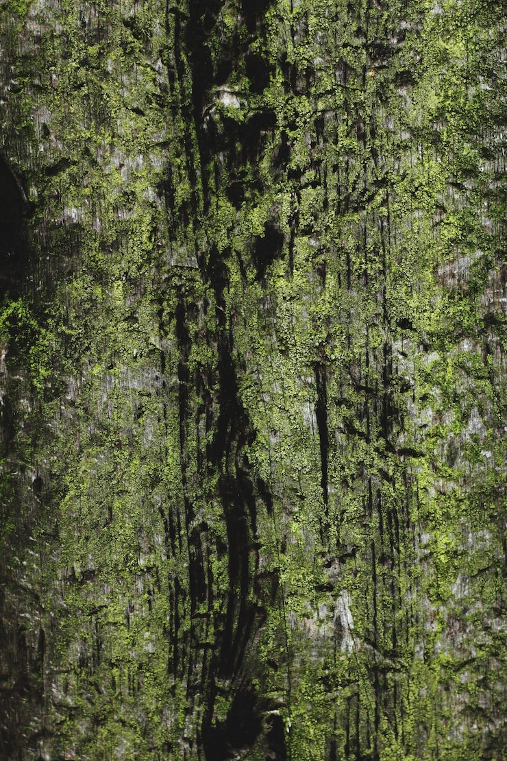 Photo des arbres dans la forêt
