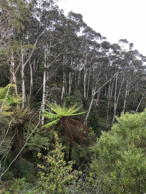 Photo des arbres dans la forêt