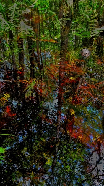 Photo des arbres dans la forêt