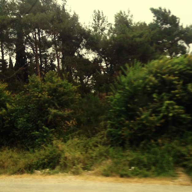 Des arbres dans la forêt