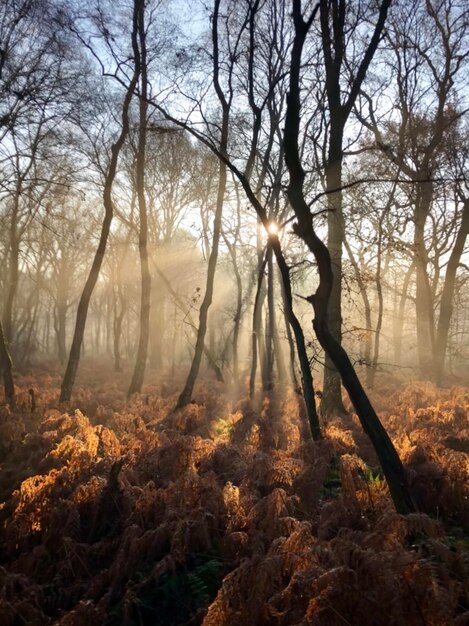 Photo des arbres dans la forêt