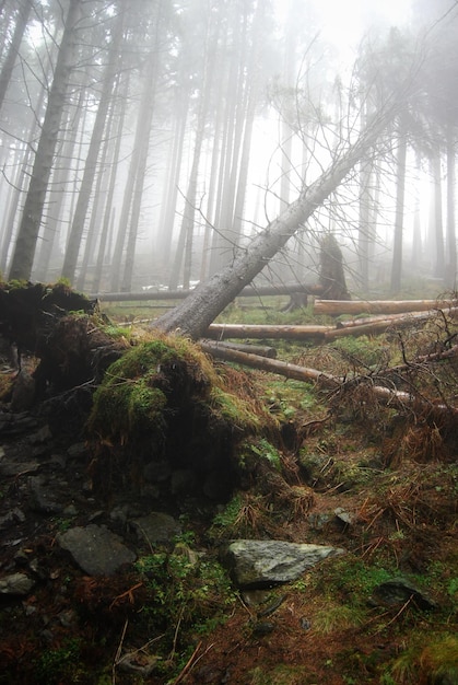 Photo des arbres dans la forêt