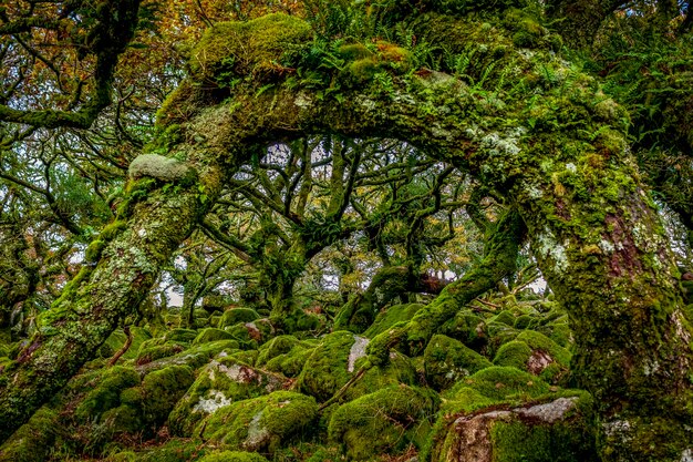 Photo des arbres dans la forêt