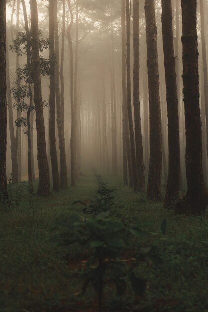 Photo des arbres dans la forêt