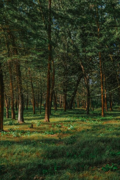 Photo des arbres dans la forêt