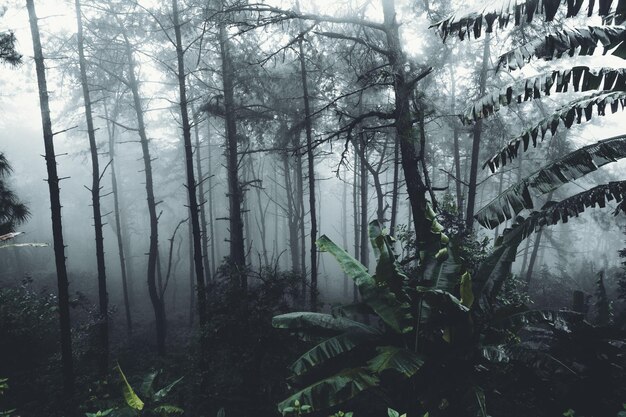 Les arbres dans la forêt