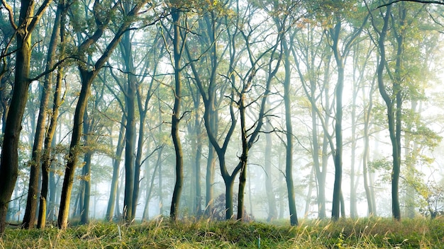 Photo les arbres dans la forêt