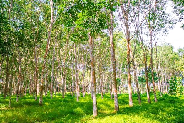 Les arbres dans la forêt