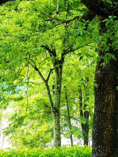 Photo des arbres dans la forêt