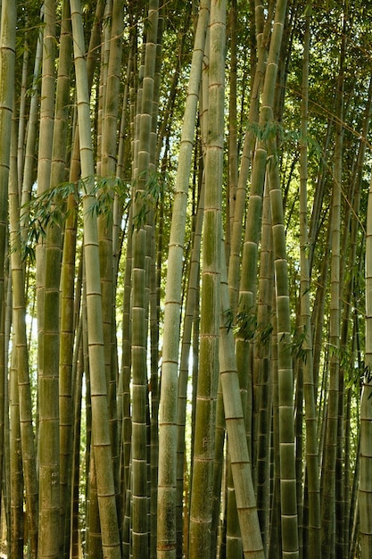 Les arbres dans la forêt