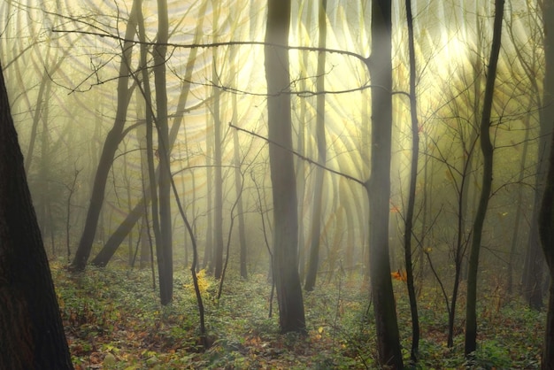 Photo des arbres dans la forêt