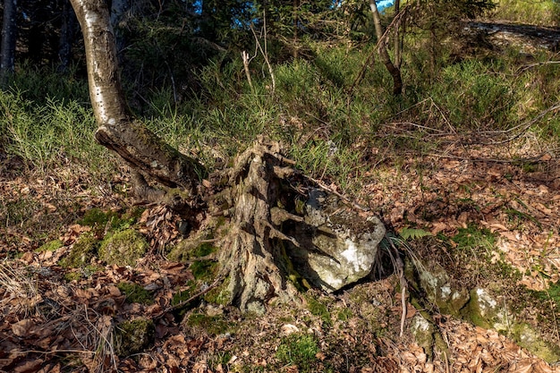 Photo les arbres dans la forêt