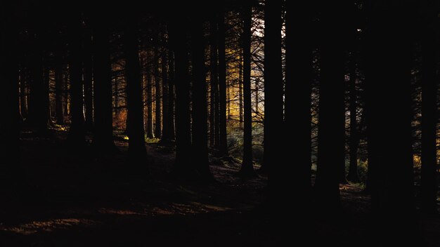 Photo des arbres dans la forêt