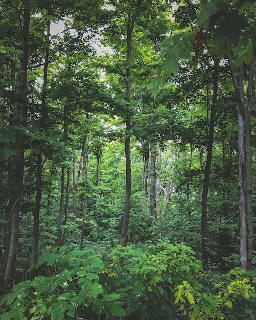 Photo les arbres dans la forêt