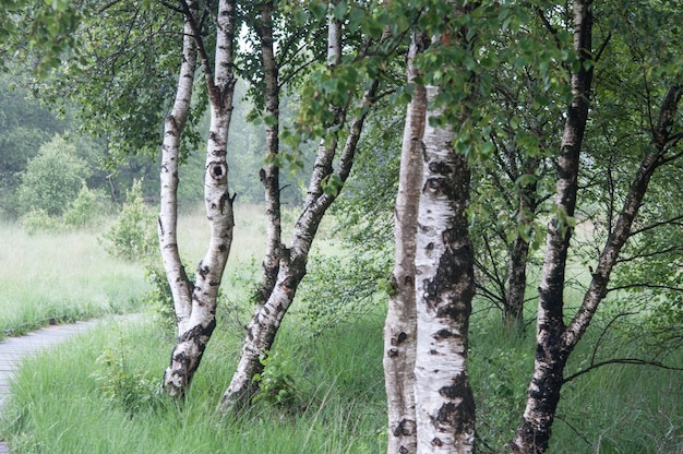 Des arbres dans la forêt