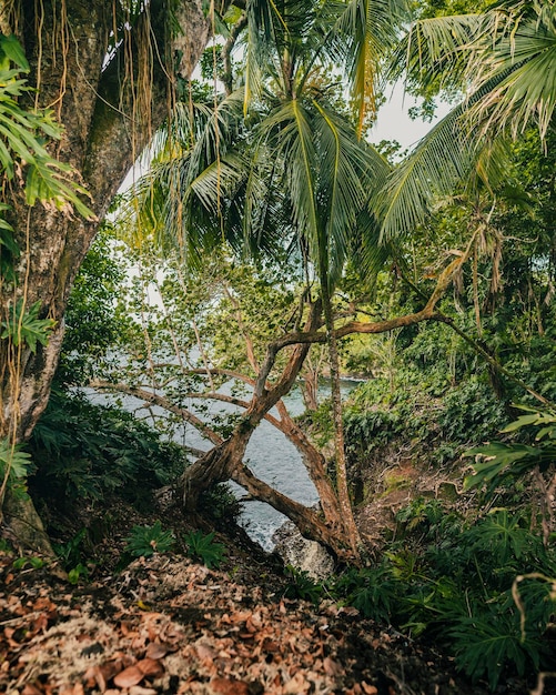 Photo des arbres dans la forêt