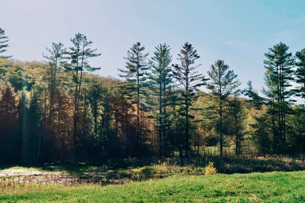 Des arbres dans la forêt