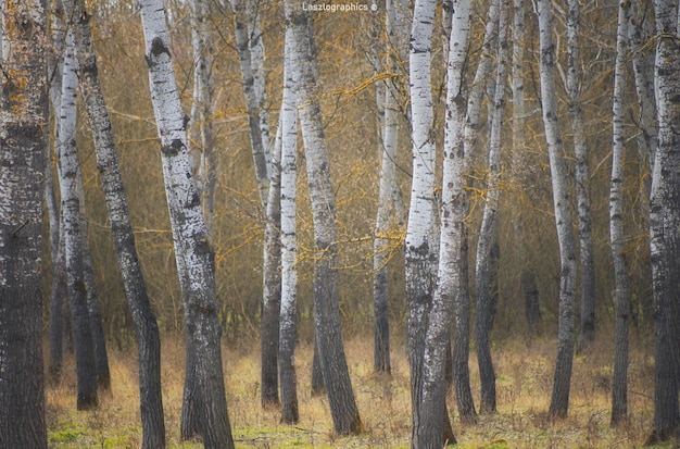 Des arbres dans la forêt