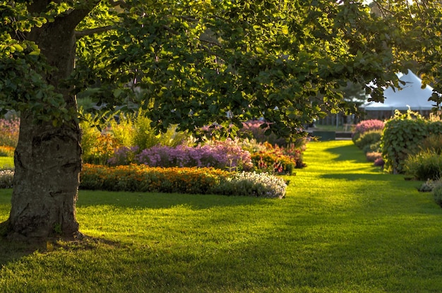 Des arbres dans le jardin