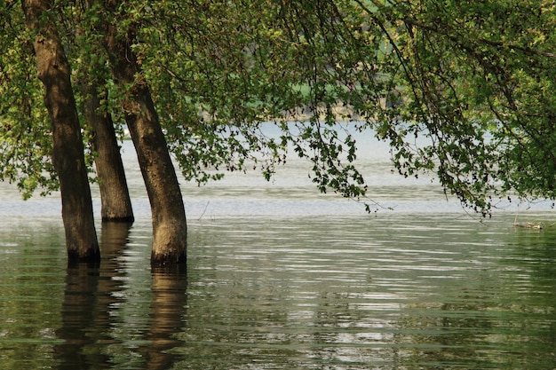 Arbres dans le lac