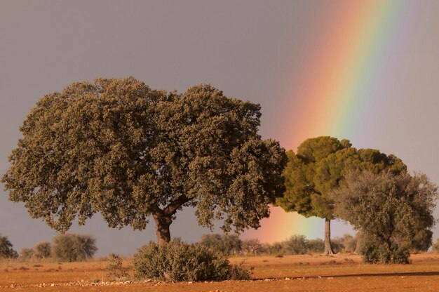 Arbres dans leur milieu naturel en pleine nature