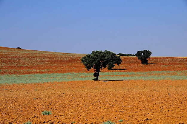 Arbres dans leur milieu naturel en pleine nature