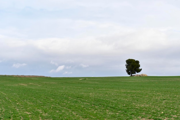 Arbres dans leur milieu naturel en pleine nature