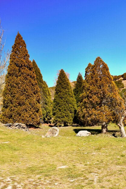 Arbres dans leur milieu naturel en pleine nature