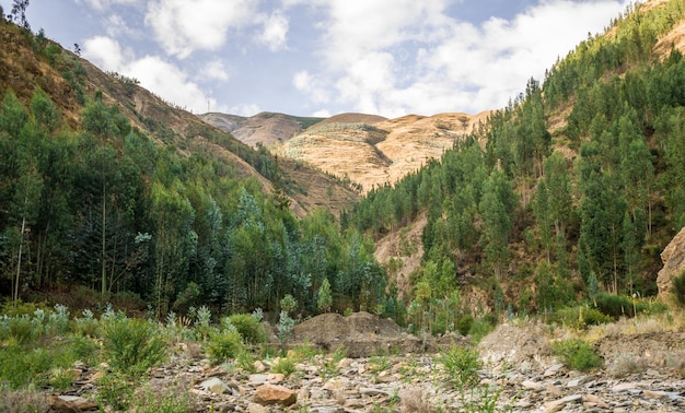 arbres dans les montagnes avec ciel en arrière-plan