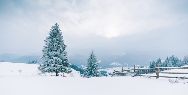 arbres dans les montagnes. Montagnes d'hiver