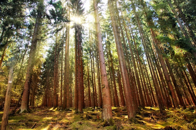 Arbres dans la nature dans le parc Outdoor Concept