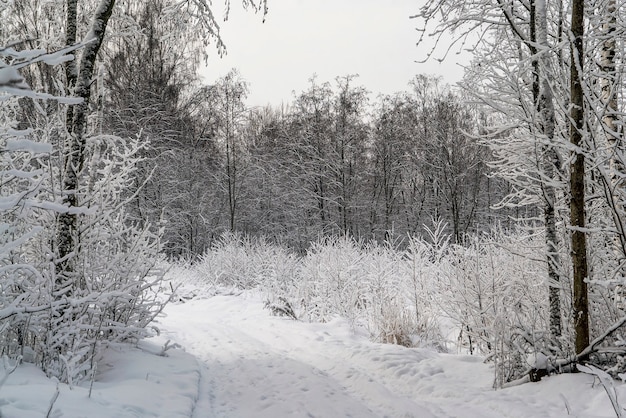 Arbres dans la neige sur un chemin forestier. Paysage d'hiver. région de Léningrad.