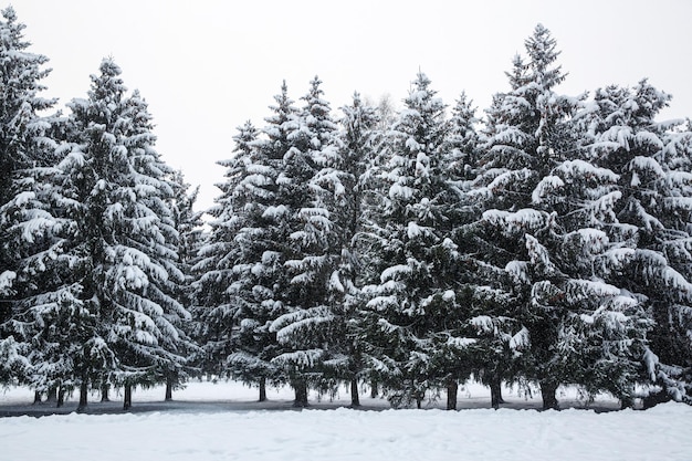 Arbres dans la neige. Fond d'hiver.