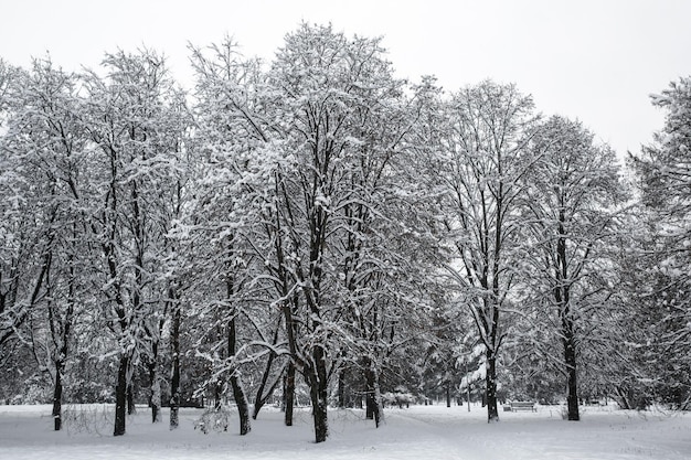 Arbres dans la neige. Fond d'hiver.